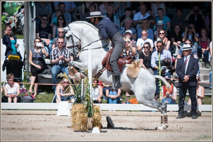 Pferd International 101